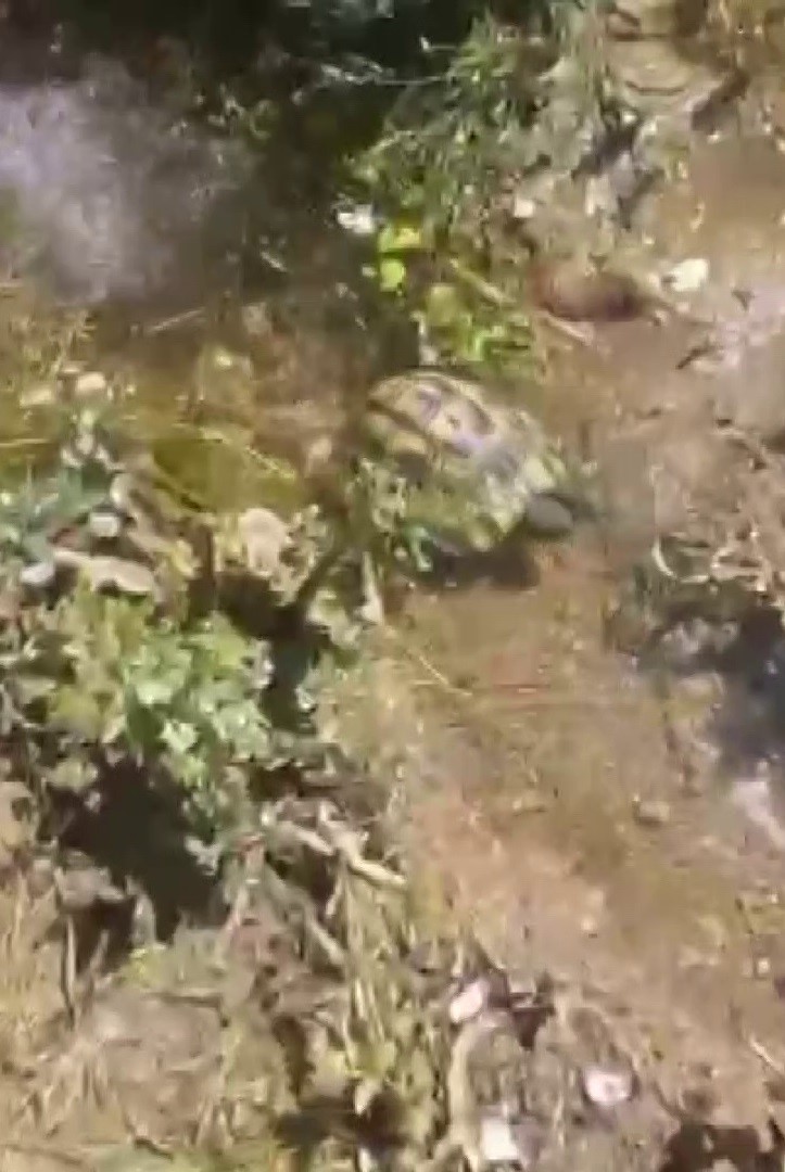 ‘Fıstığım' diye sevdiği kaplumbağayı ölümden kurtardı
