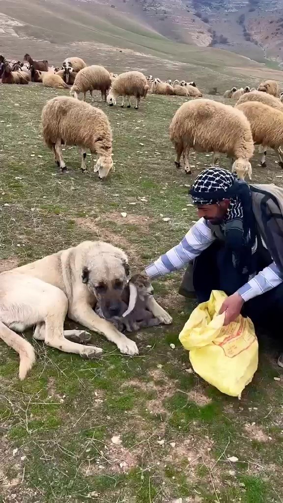 Kangal köpeği yeni doğan kuzuyu koynuna alıp korudu