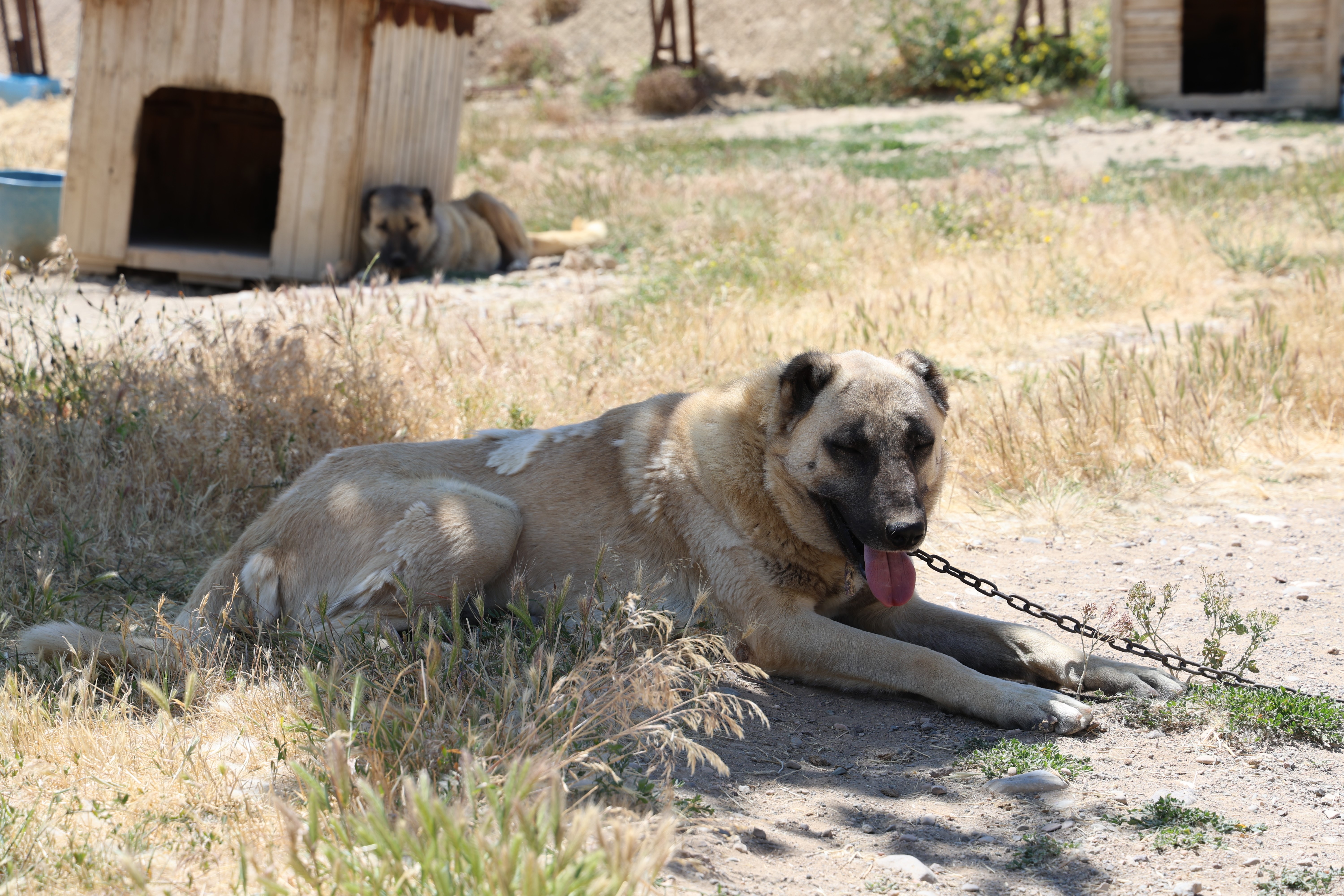 Soğuk havaya göğüs geren Kangal köpekleri sıcak yaz aylarında miskinleşiyor