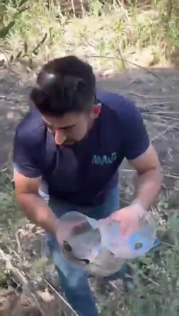 Sivas'ta plastik su bidonuna sıkışan kaplumbağa kurtarıldı