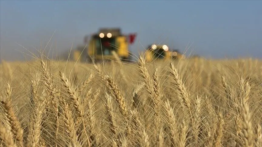 Buğday fiyatları son iki yılın zirvesinde