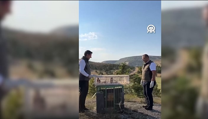 Sivas'ta kurtarılan kerkenez yavruları doğaya bırakıldı