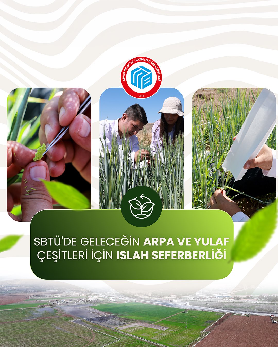 SBTÜ yeni arpa ve yulaf çeşitleri geliştiriyor