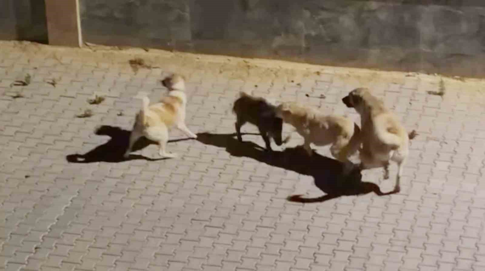 Kangalın saldırdığı yaban domuzunu sürüsü kurtardı