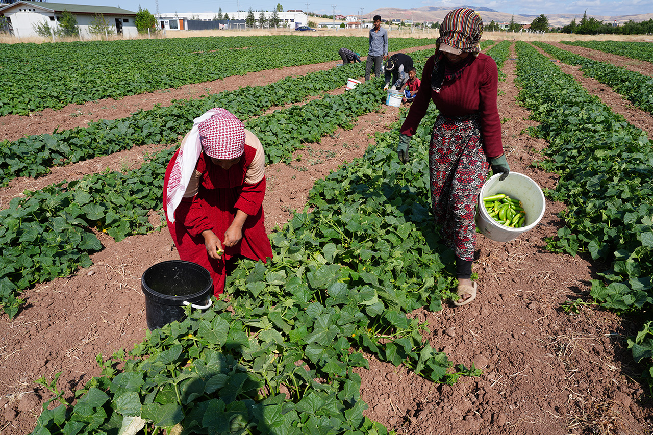 Milyonların sofrasını süsleyecek salatalığın hasadına başlandı
