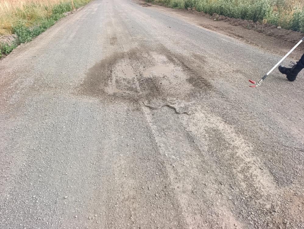 Sivas'ta yılan alarmı! İtfaiye ihbarlara koşuyor