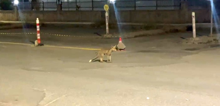 Sivas'ta tilki bu kokoreççinin müdavimi: Bazen paket yapıyoruz, bazen burada yiyor
