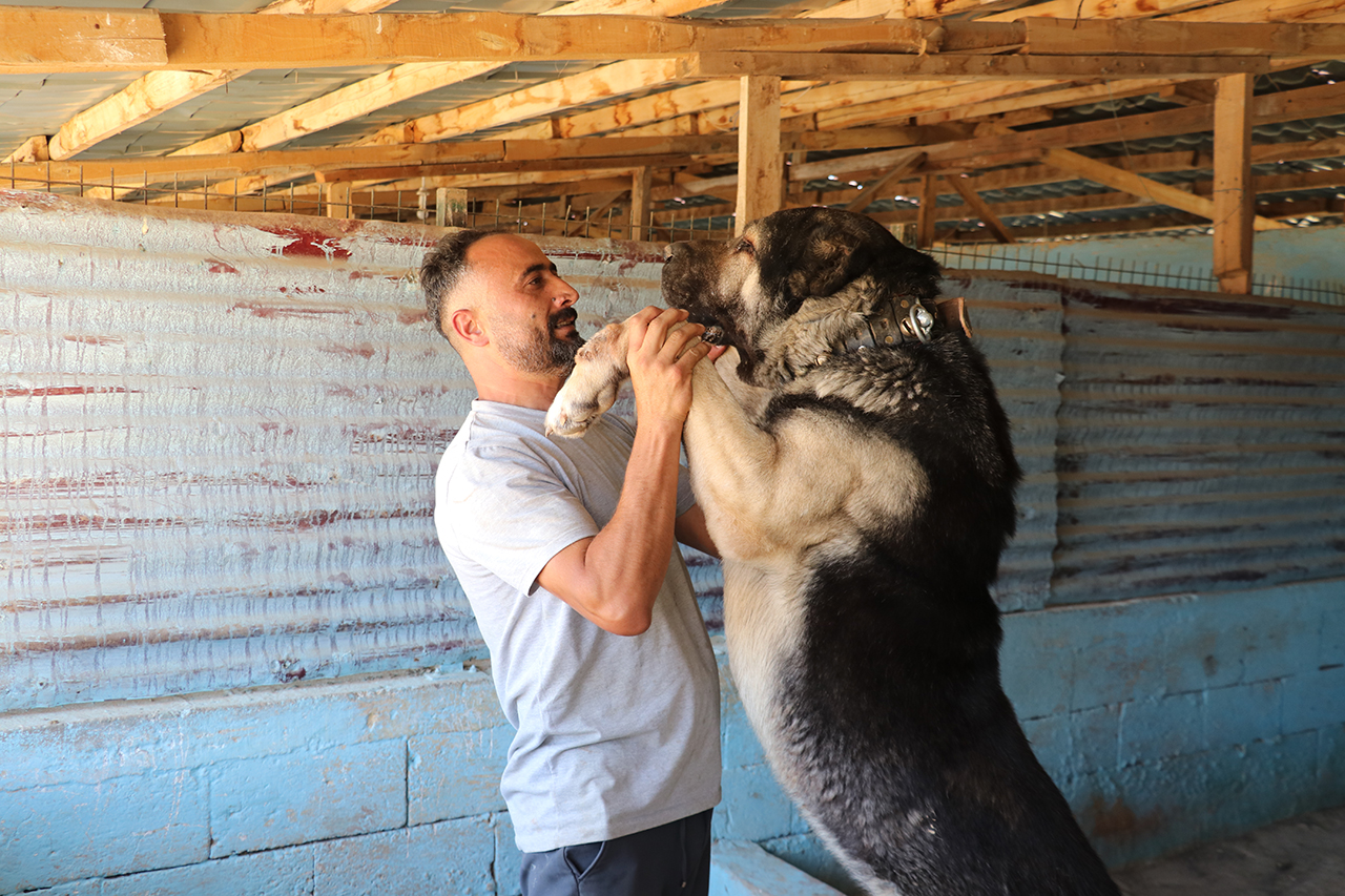 "Bozkırın Aslanı" Kangal köpekleri, ırkının en güzeli seçilmek için yarışacak