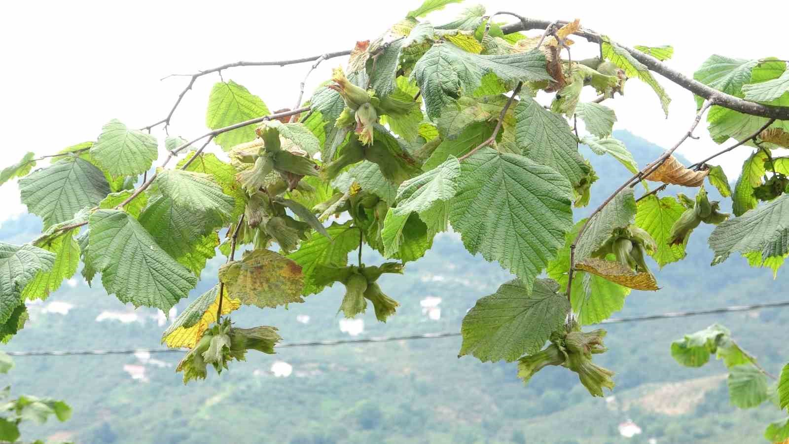 Fındık bu yıl üreticiyi güldürmeyecek