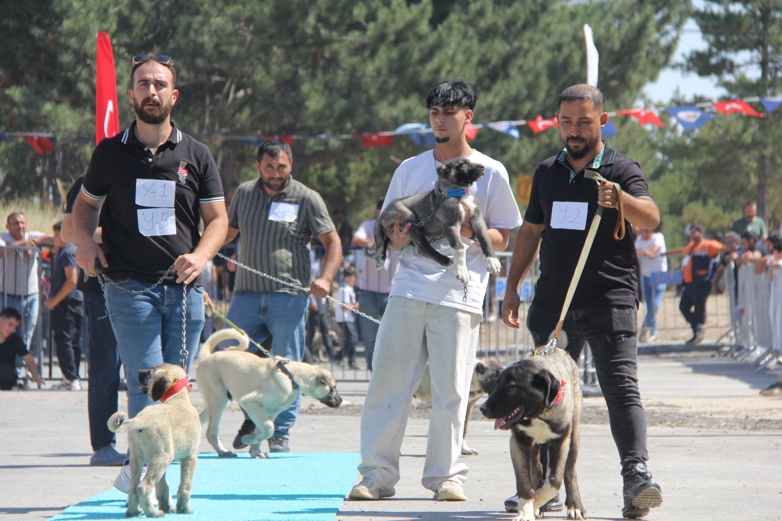 Sivas’ta Kangal Köpekleri Güzellik Yarışmasında Podyuma Çıktı