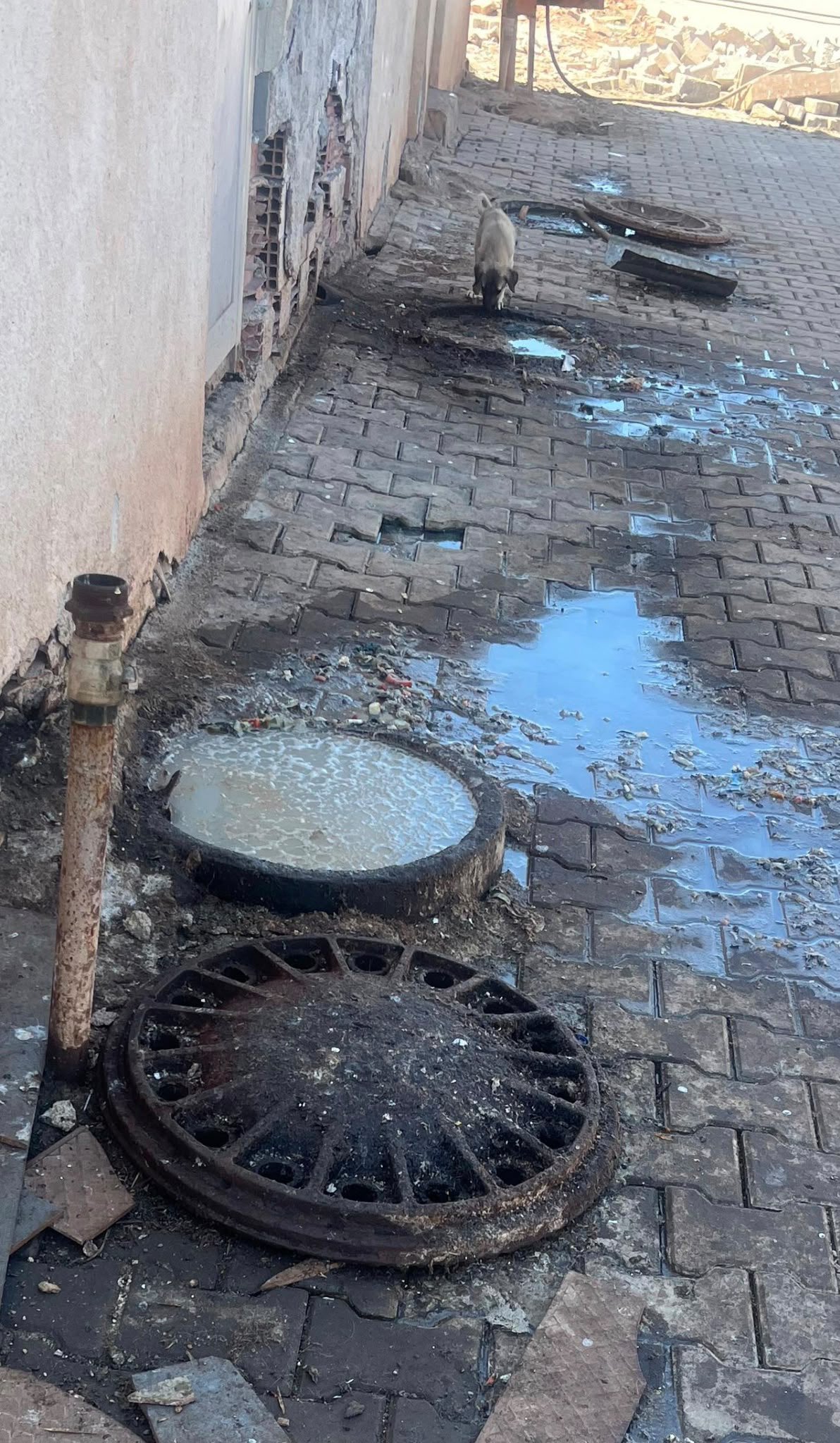 Sivas Hayvan Barınağı hakkında şok iddia