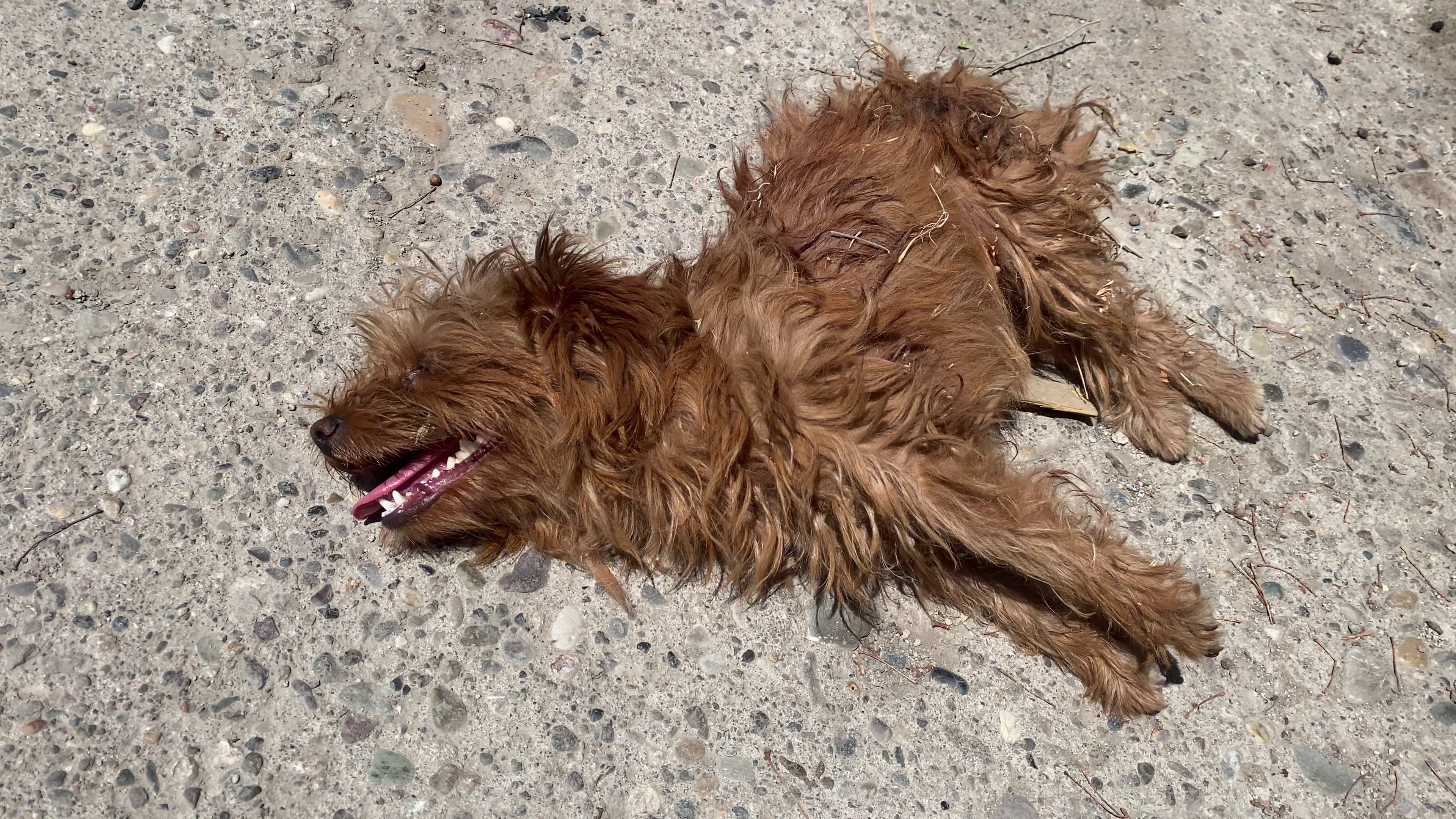 Suşehri’nde köpek saldırısı: Esnaf tedbir çağrısı yaptı