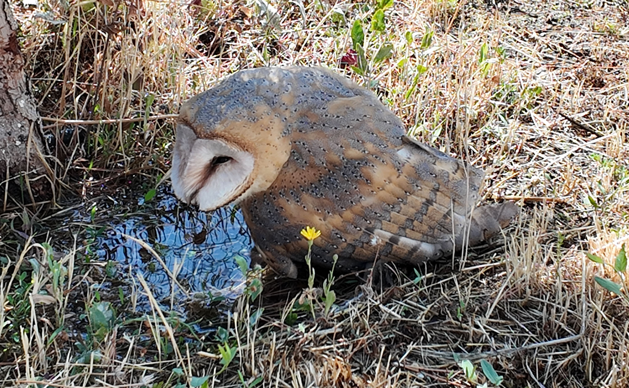 Şarkışla'da okul bahçesinde bulunan peçeli baykuş koruma altına alındı
