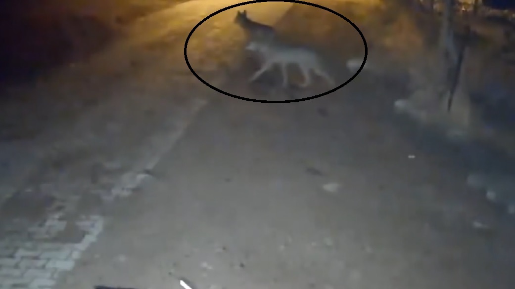 Sivas'ta yiyecek arayan 4 kurt köye indi!