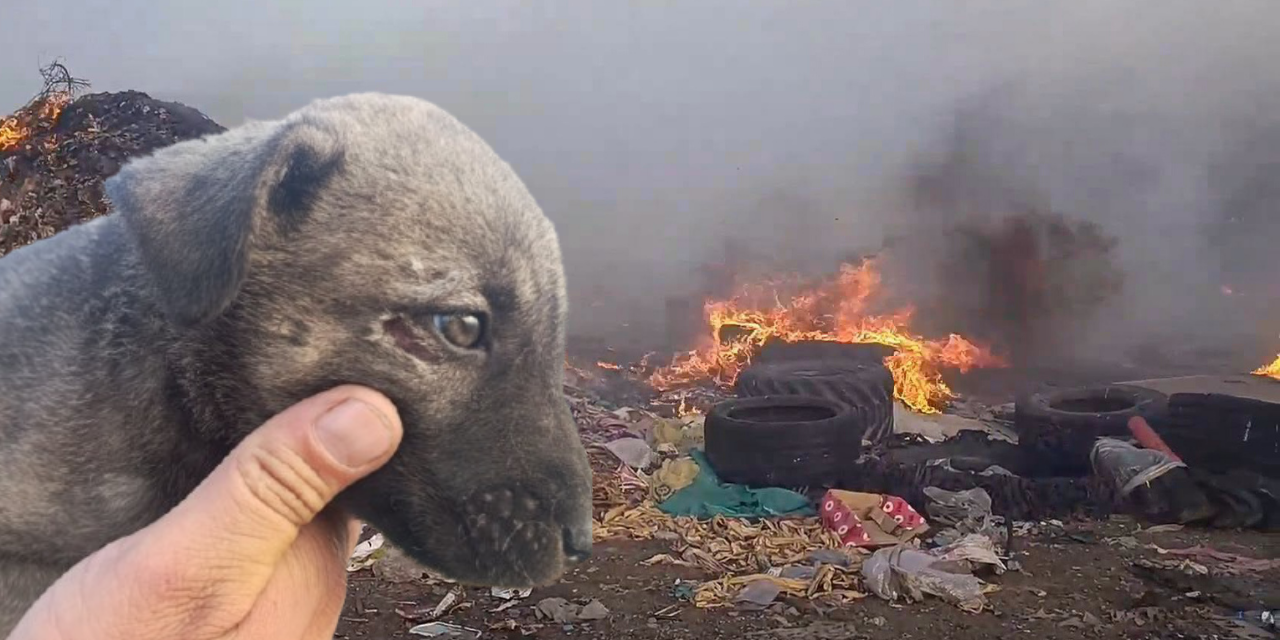 Sivas'ta duman ilçeyi kapladı, yavru köpekler dehşeti yaşıyor!