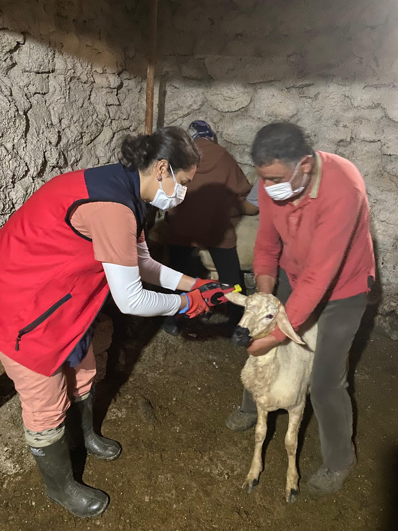 Sivas'ta tarım ve gıda güvenliği çalışmaları sürüyor