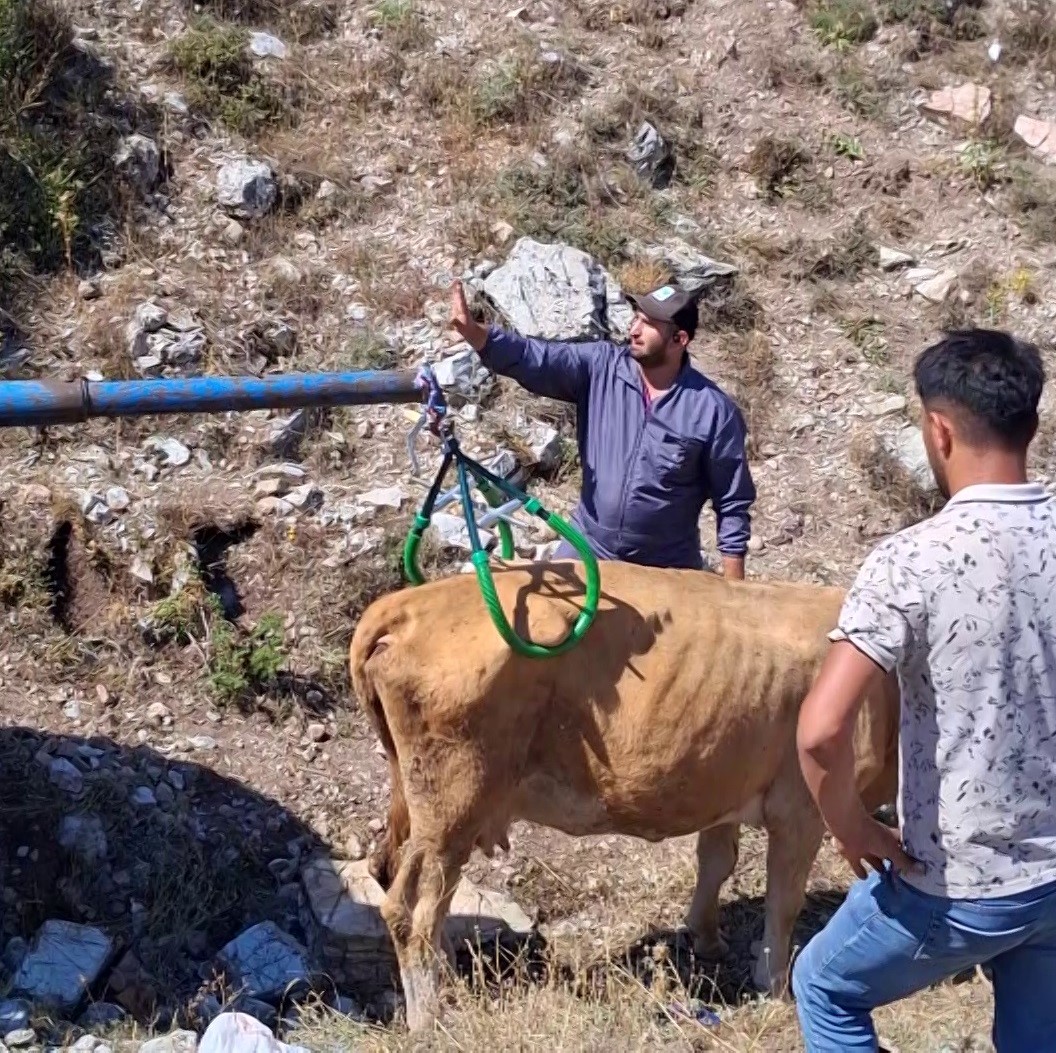 Sivas'ta nefes kesen kurtarma: Gebe inek ve yavrusu son anda kurtarıldı!