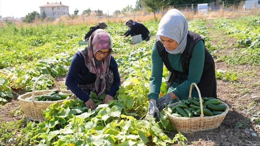 "Yeşil altın"da mesai başladı
