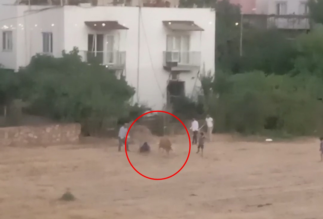 Kaçan inek sahibini yere düşürdü
