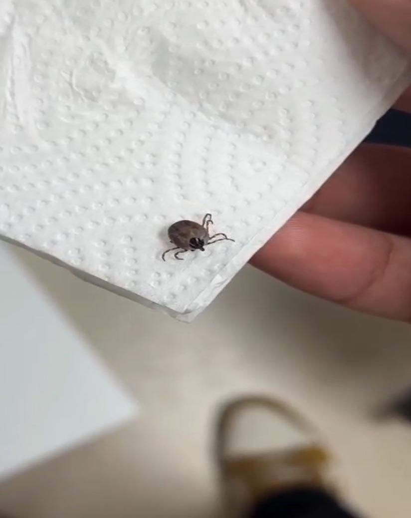 5 yaşındaki çocuğun kulağından canlı kene çıkarıldı!
