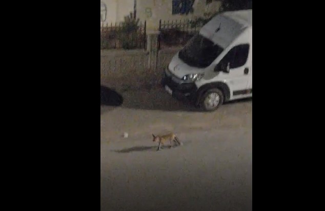 Sivas'ta aç kalan tilki şehir merkezine indi: O anlar kamerada!