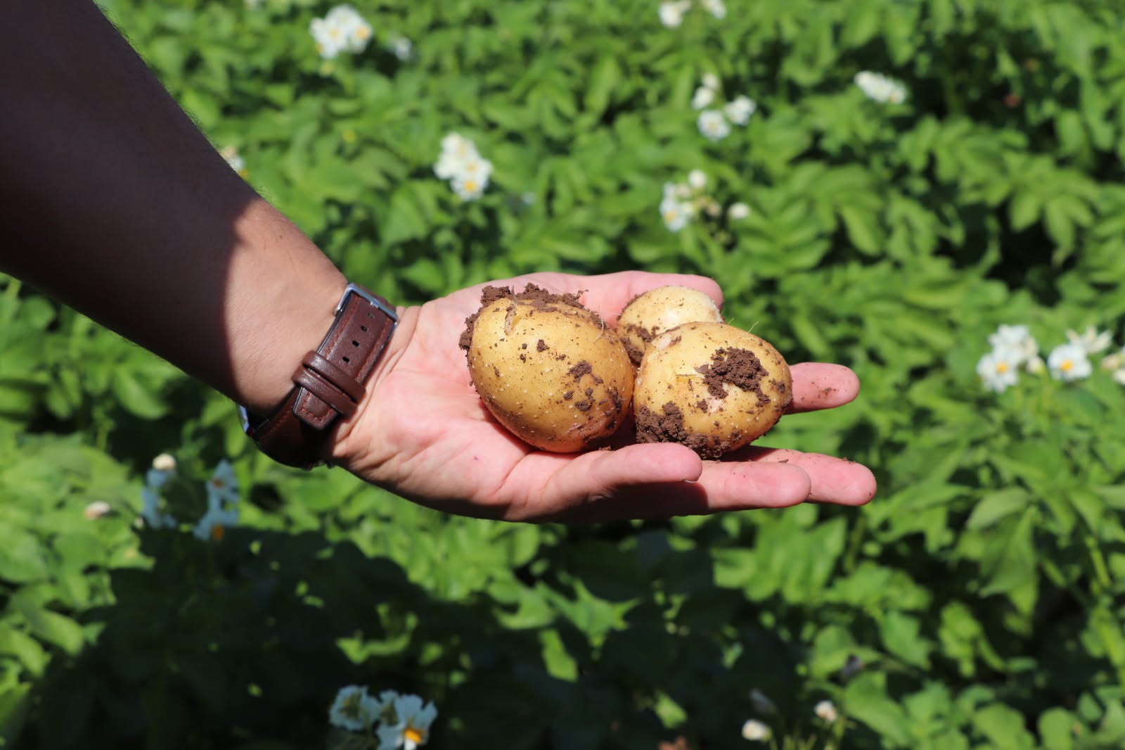 Sivas İl Tarım’dan çiftçiye destek mesaisi: Patates hasadı öncesi saha ziyareti!