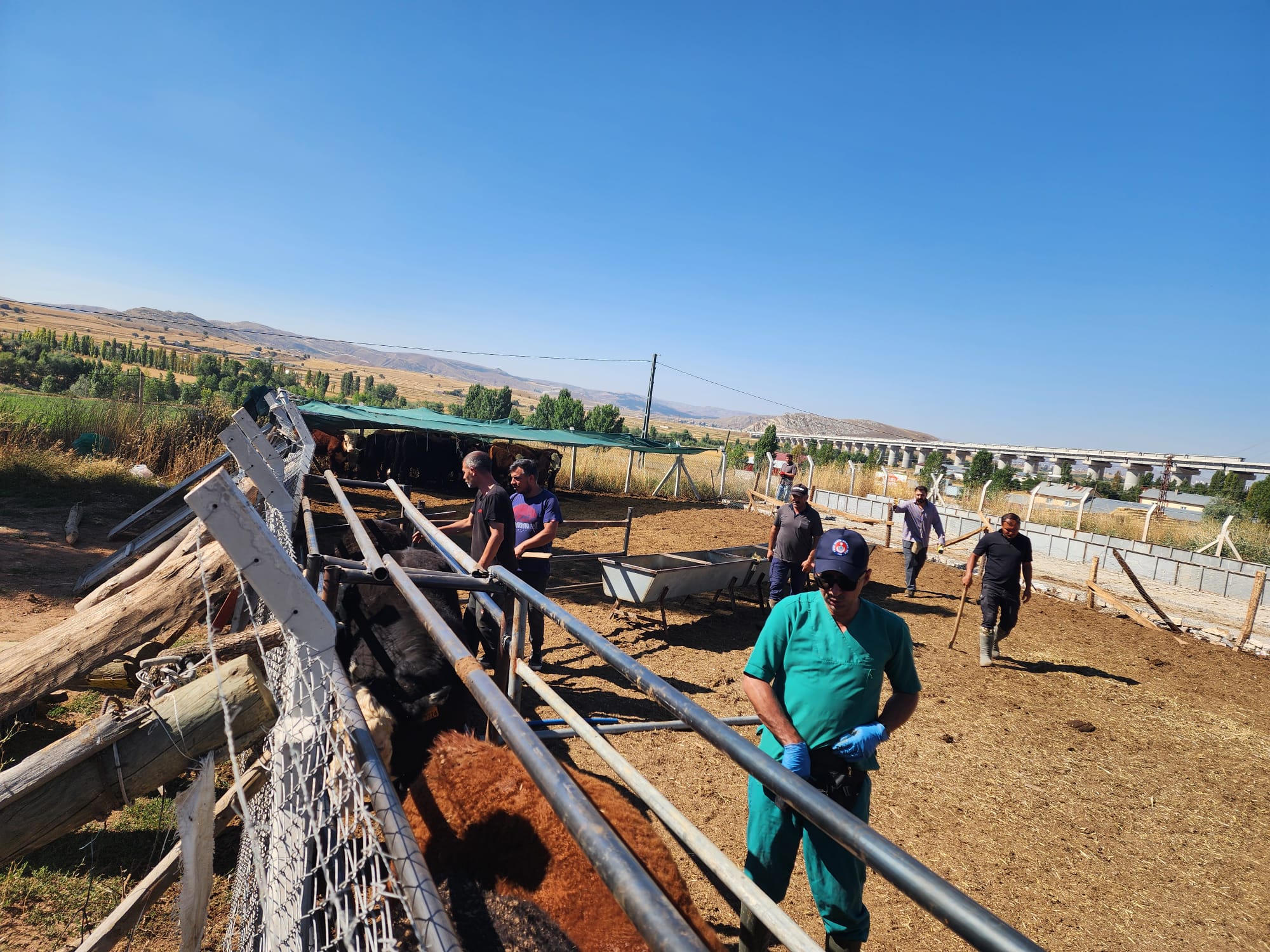 Sivas’ta ithal hayvanlara sıkı sağlık kontrolü