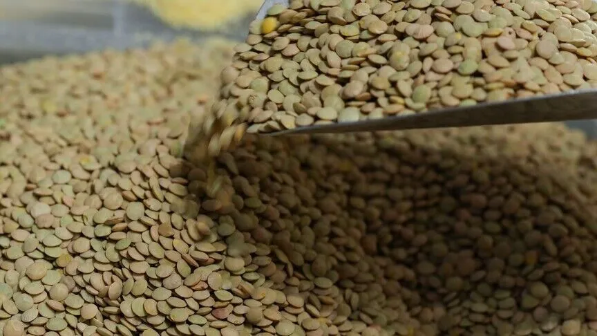 TMO yeşil mercimek alımına dair esasları açıkladı