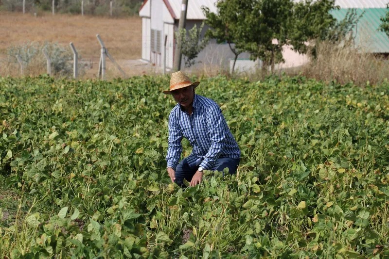 10 yılda büyük çöküş: Sivas’ta organik tarımda tehlike çanları