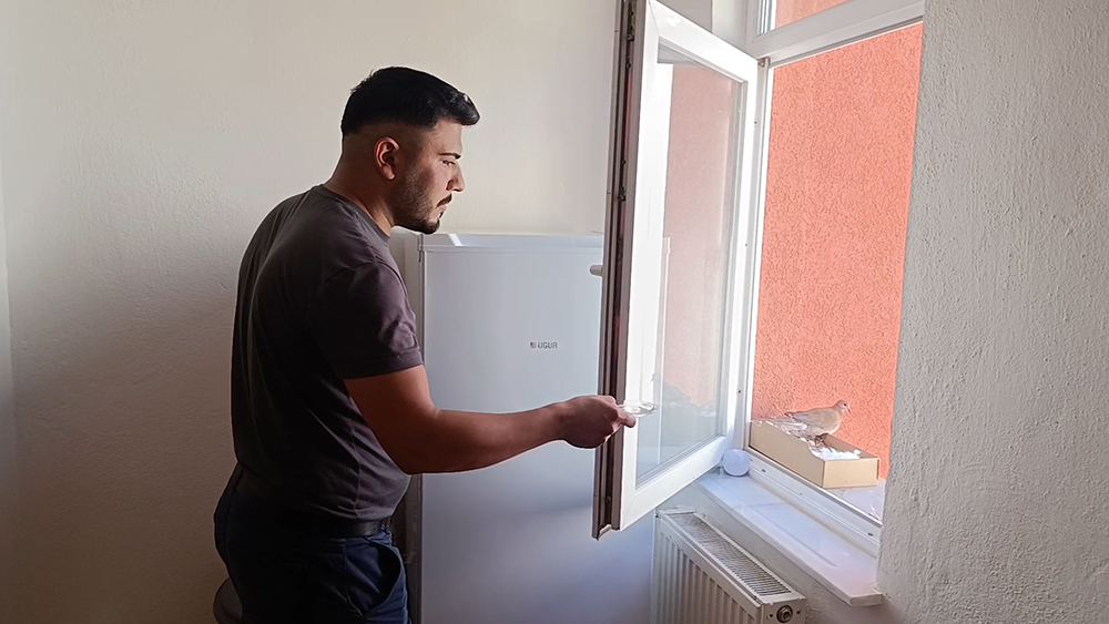 Şarkışla’da kumruya şefkat eli