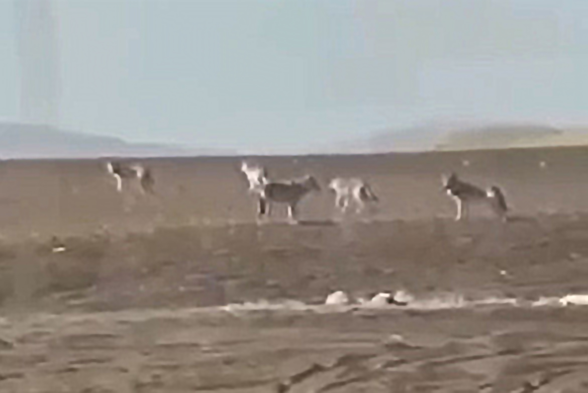 Sivas’ta kurtlar neden yerleşim yerlerine iniyor?