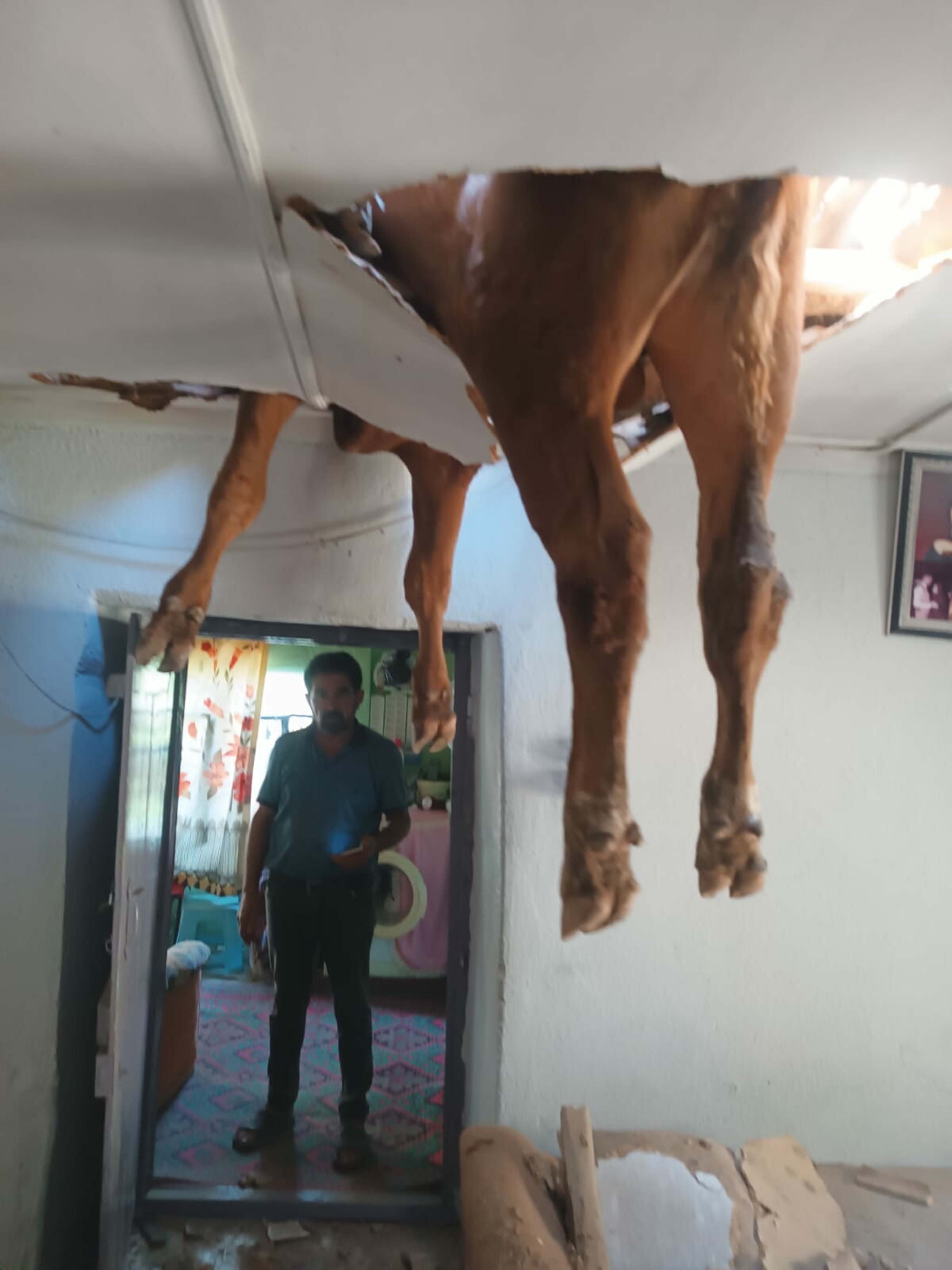 Evin çatısına düşen dana, delinen tavanda asılı kaldı