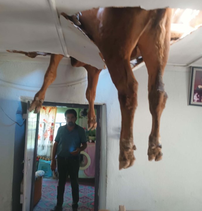 Evin çatısına düşen dana, delinen tavanda asılı kaldı