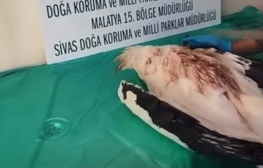 Yaralı leylek sağlığına kavuştu, doğaya salındı