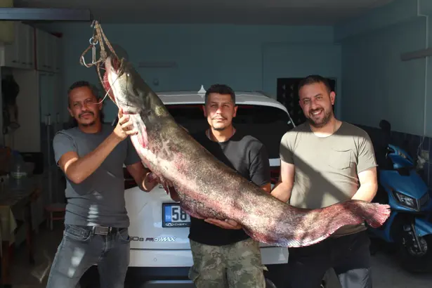 Kızılırmak’ta oltaya dev balık takıldı: 45 kilo
