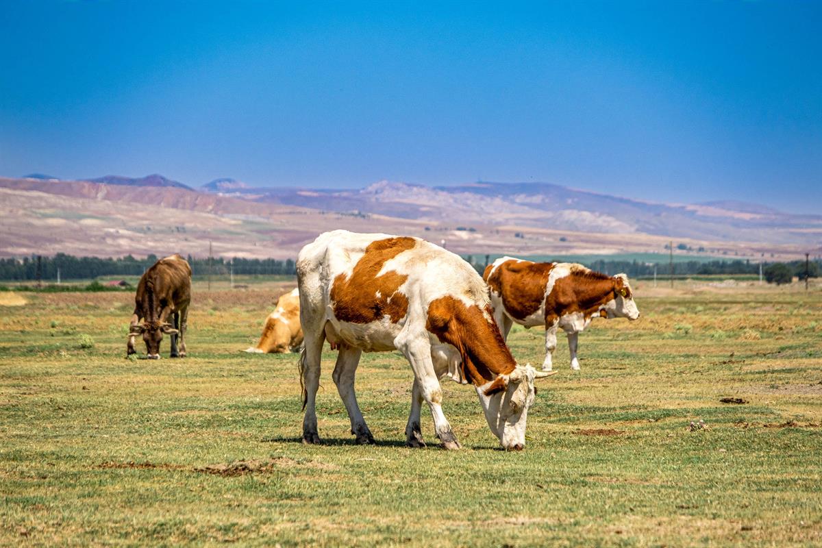Hayvan varlığı haziranda arttı