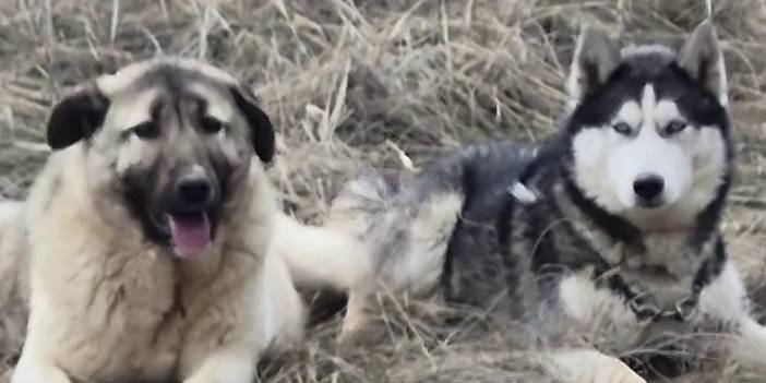 Rus güzele gönlünü kaptıran kangala kadınlardan tepki: "Bizim erkeklerimiz böyledir"