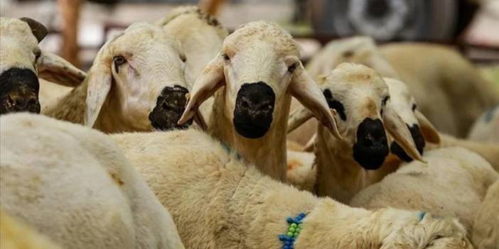 2026 yılı vekaletle kurban kesim bedelleri açıklandı