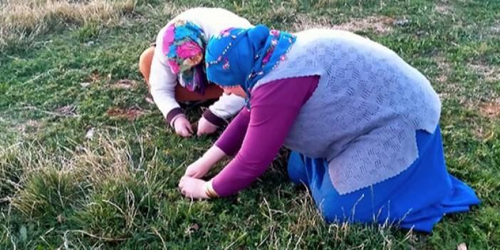 Sivas’ta baharla birlikte kadınların kazanç sezonu açıldı