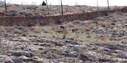 Dağ keçisi sürüsü seyir terası manzarasına dahil oldu