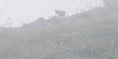 Doğa gezisinde vaşak ile karşı karşıya geldi