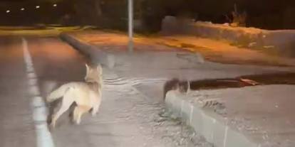 Şehre inen kurdu otomobiliyle kovaladı