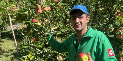 Gürün’ün tescilli lezzeti Ayvaniye elmasında hasat mesaisi sürüyor