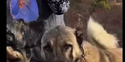 Sahibinin başka köpeği sevdiğini gören Kangal sahibine küstü!