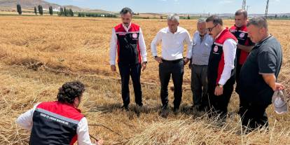 Gemerek'te buğday hasadı başladı