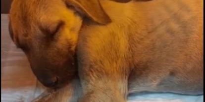Sivas'ta şiddet gören köpeğin durumuna ilişkin son dakika gelişmesi!