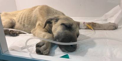 Sopayla dövülen yavru köpeğin hayati riski devam ediyor