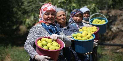 Kadınların bunaltıcı sıcakta hasat mesaisi