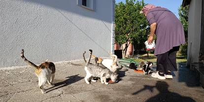 Sivas'ta yaşayan kadın evinin bahçesini 35 kediye yuva yaptı!