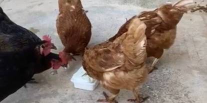 Sıcaktan bunalan tavuklar dondurmayla serinledi!